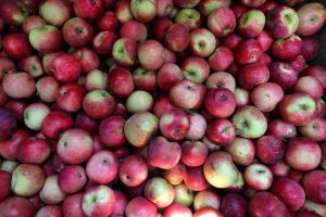 Apples Taste Right At Home In Indian Cooking
