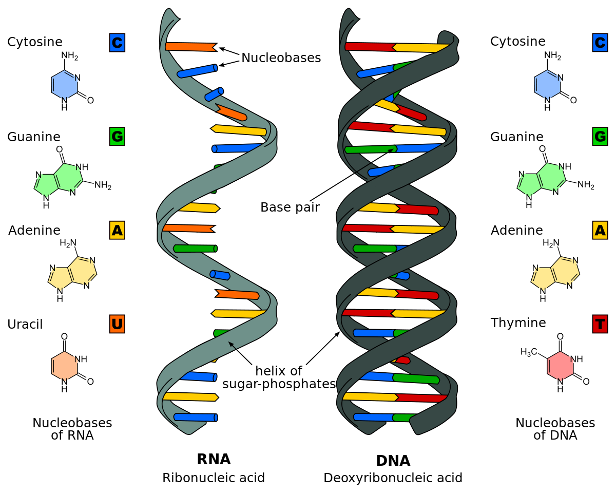 RNA Technology Thwarts HIV